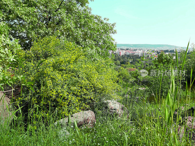 土耳其城市景观，İzmir Yeşildere街道，布卡风景，当地地区，春天